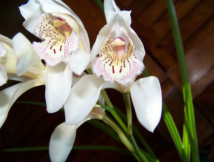cymbidium wenshanense y. s. wu et f. y. liu