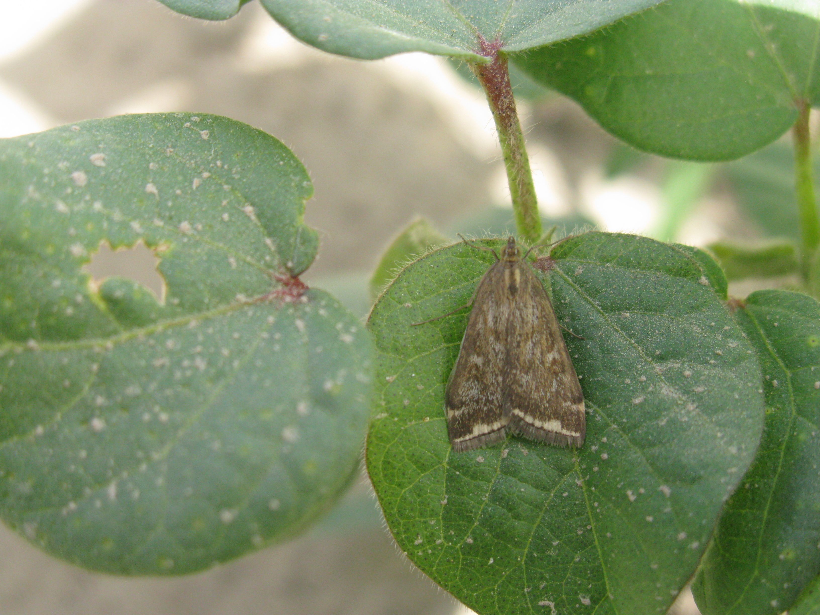 loxostege stieticatis linnaeus