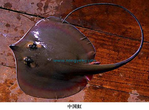  p>中国魟,学名: i>dasyatis sinensis  /i>(steindachner,1892),为鲼