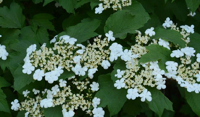 是忍冬科,荚蒾属的落叶 a target="_blank" href="/item/灌木">灌木 