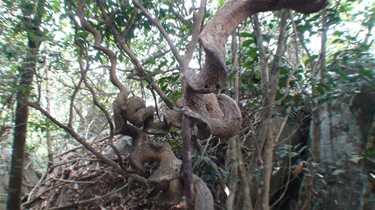  p>藤黄檀(学名: i>dallergiahancai /i>  benth),又名小叶降真香,是