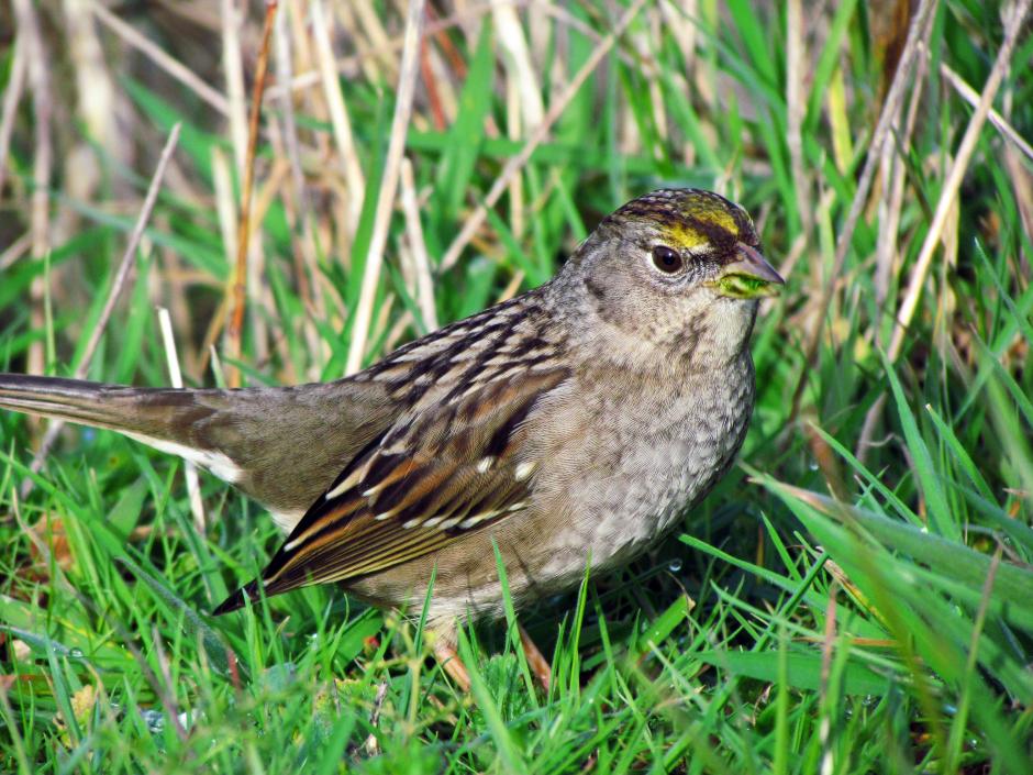  p>金冠带鹀是 a href="#" data-lemmaid="3516708">脊索动物门 /a>, 