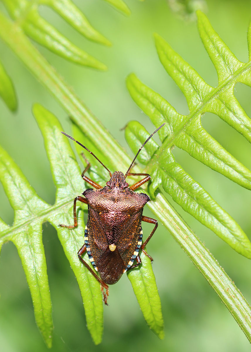 class="ref" data-ctrid="tfn9auc1qlex">椿象是半翅目椿象科的昆虫