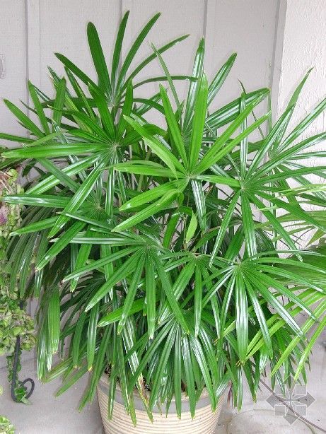 henry)棕榈科棕竹属丛生灌木植物,茎为圆柱形,有节;叶呈掌状深裂,宽