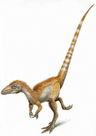  p>中华龙鸟生存于距今1.4亿年的早白垩世.