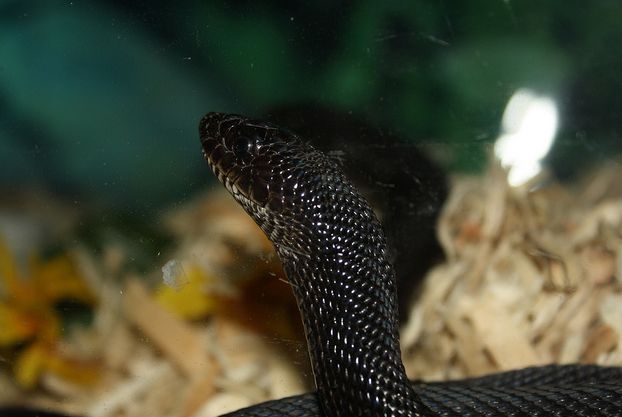  p>北美松蛇(学名:pituophis melanoleucus)成蛇长122-254厘米,体型