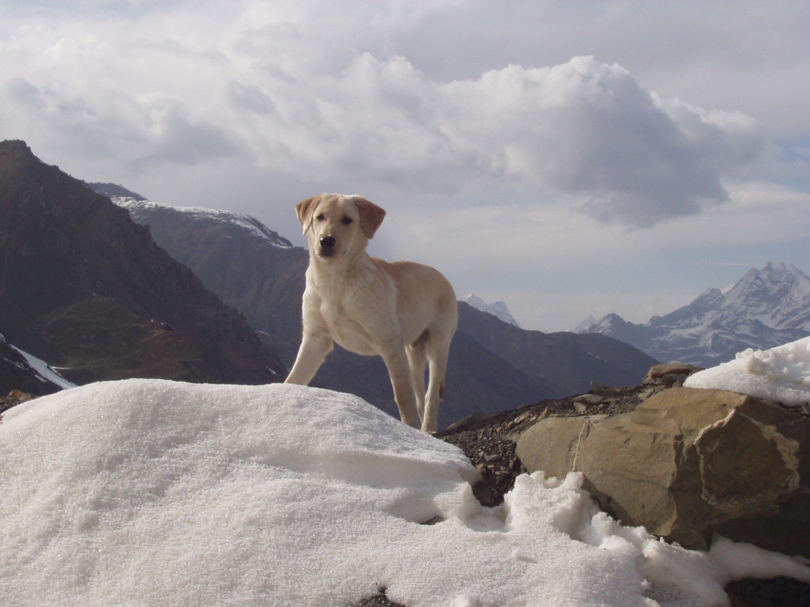  p data-id="gntas06ucx">拉布拉多猎犬(英文名:labrador retriever)