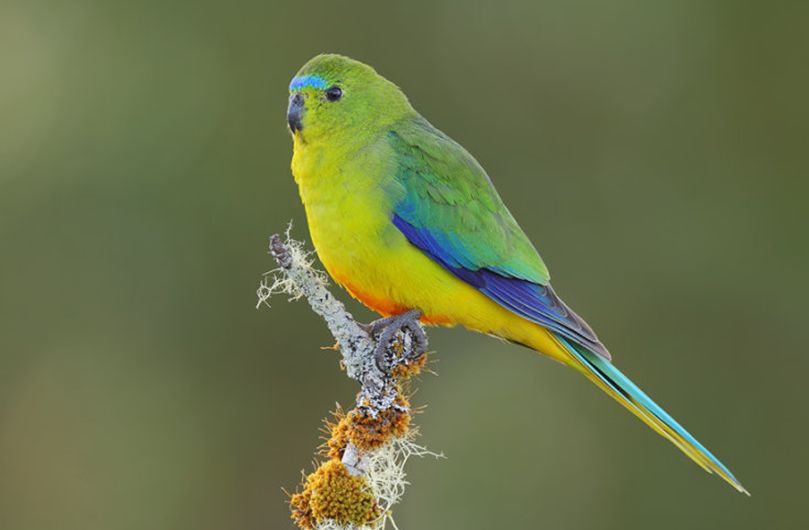  p>橙腹鹦鹉(学名:neophema chrysogaster),又名 a href="#" data