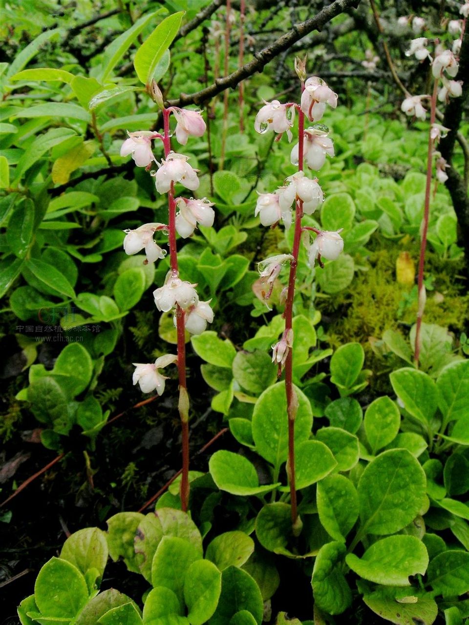 为 a target="_blank" href="/item/鹿蹄草科">鹿蹄草科 /a>鹿蹄草