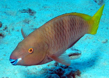  p>鹦嘴鱼科(scaridae)是 a href="#" data-lemmaid="3516708">脊索