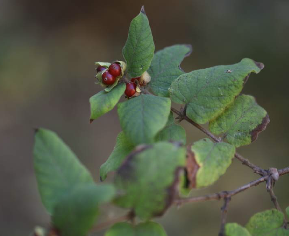  p>葱皮忍冬(学名: i>lonicera ferdinandii /i> franch.