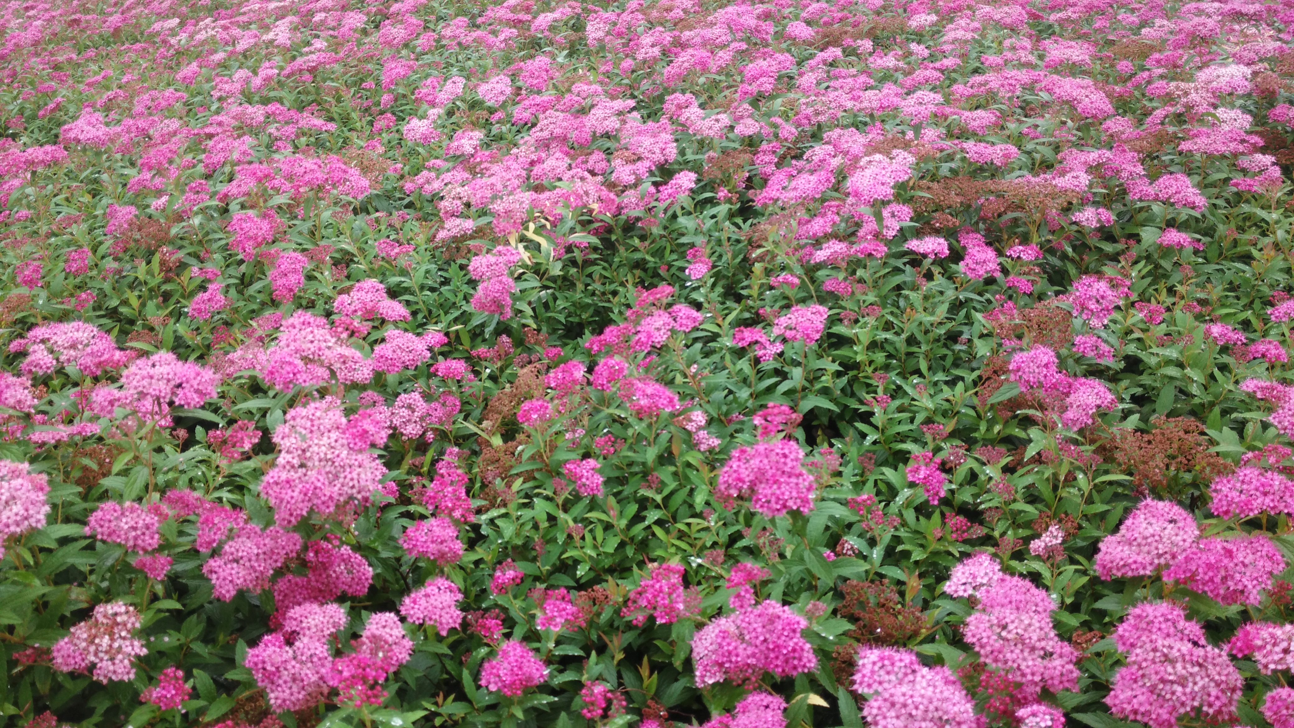  p>粉花绣线菊(学名: i>spiraea japonica /i> l. f.