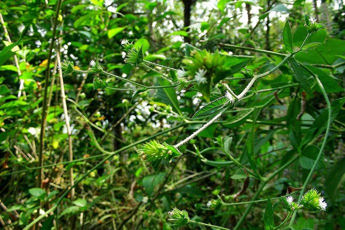  p>白花地胆草,别名: a href="#" data-lemmaid="4123468">牛舌草 /a>