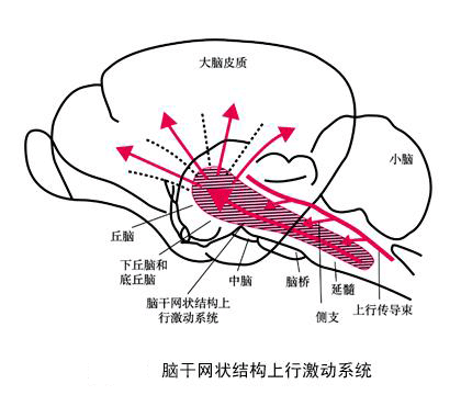 p>网状结构:指脑干内弥散的白质纤维交织成网,网眼内散布不同大小的