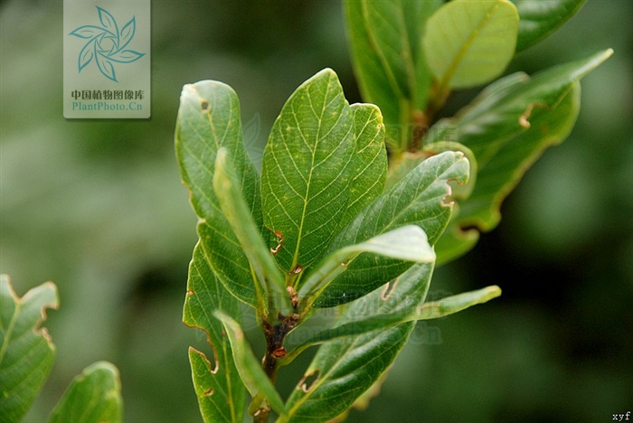  p>倒卵叶青冈(学名: i>cyclobalanopsis obovatifolia /i> (huang) q