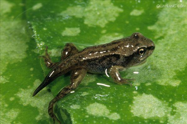 林蛙