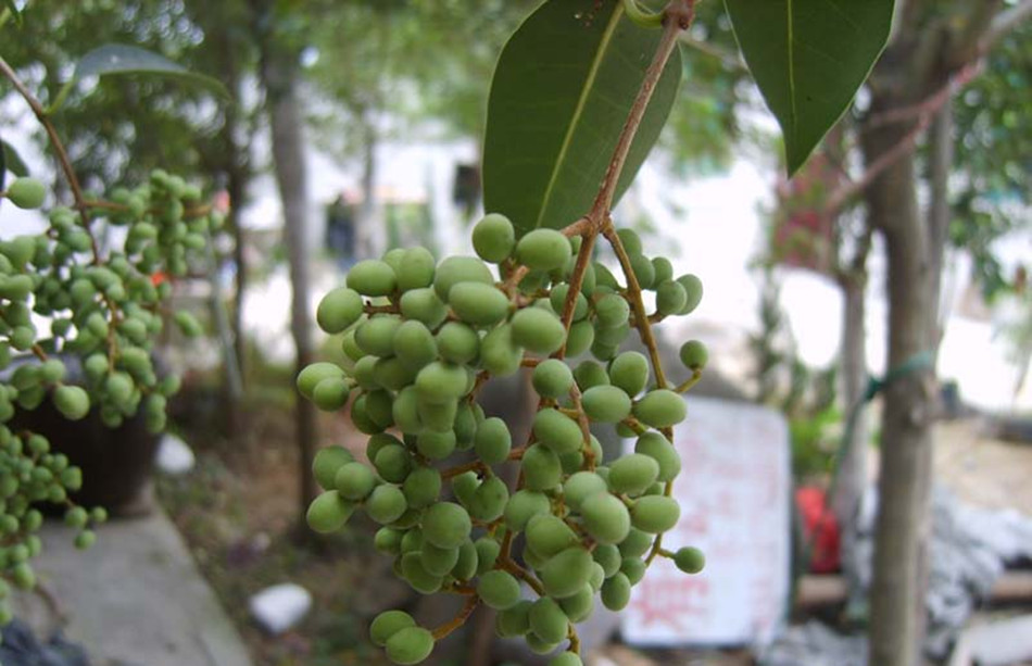 ">无患子目 /a>, a target="_blank" href="/item/冬青科">冬青科 /a>