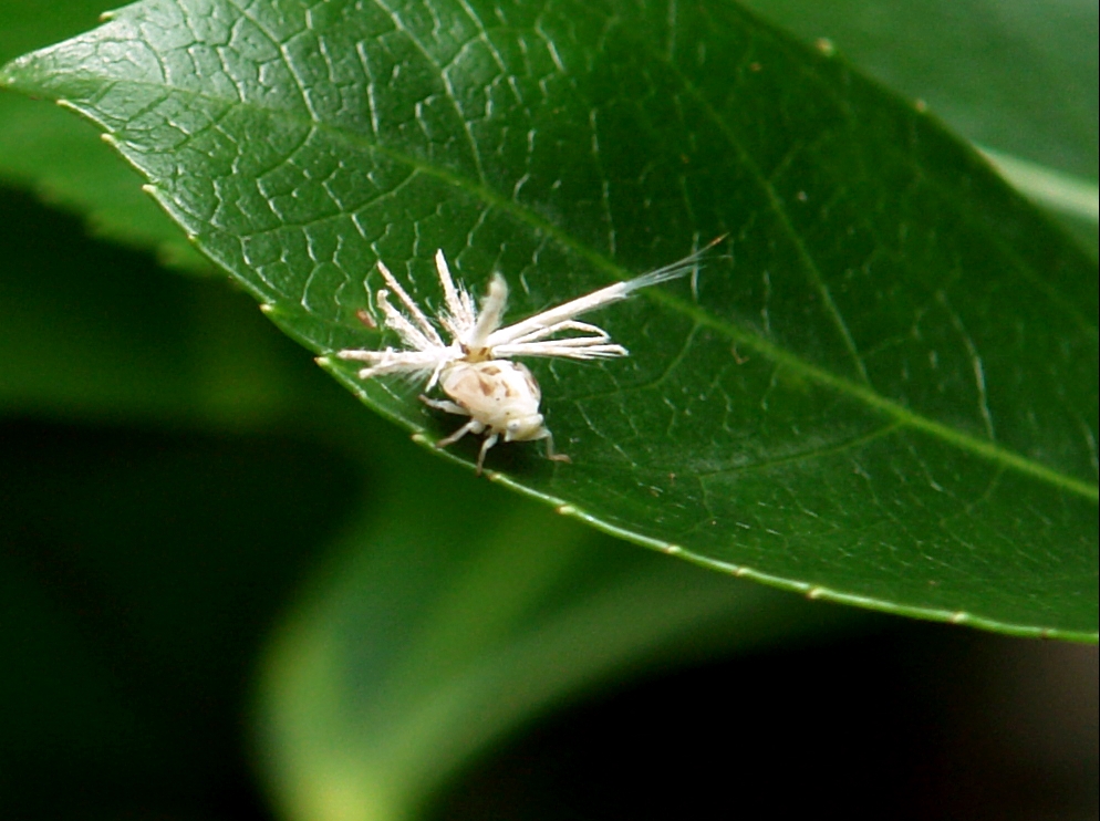  p data-id="gnwmk5kyew">广翅蜡蝉,昆虫类节肢动物,若虫大多为白色