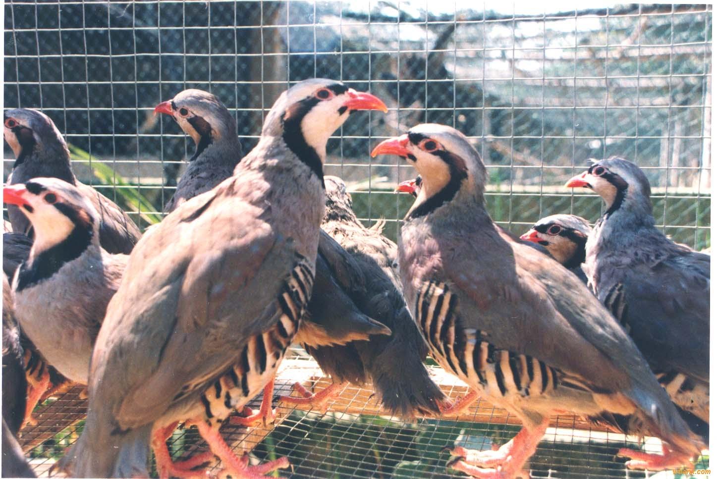 鹧鸪鸟, 鹧鸪,又名<a target="