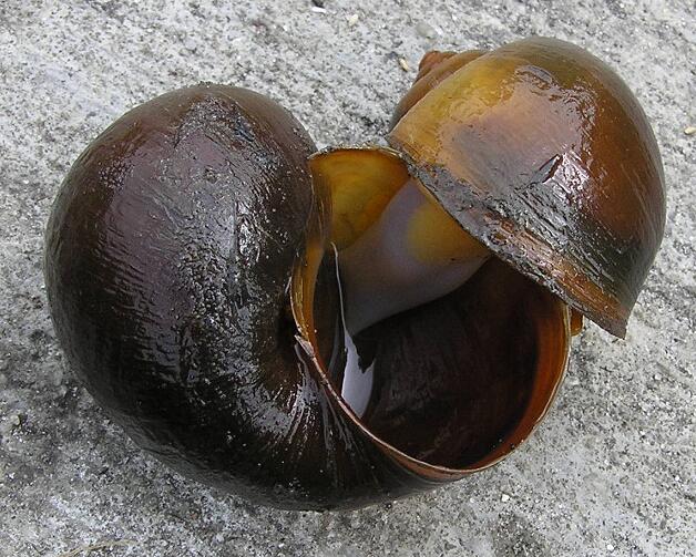  p>福寿螺(学名: i>pomacea canaliculata /i>)是瓶螺科,瓶螺属软体