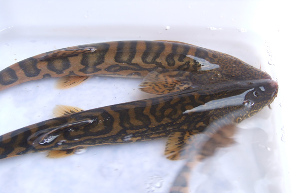  p>老虎鱼为 a target="_blank" href="/item