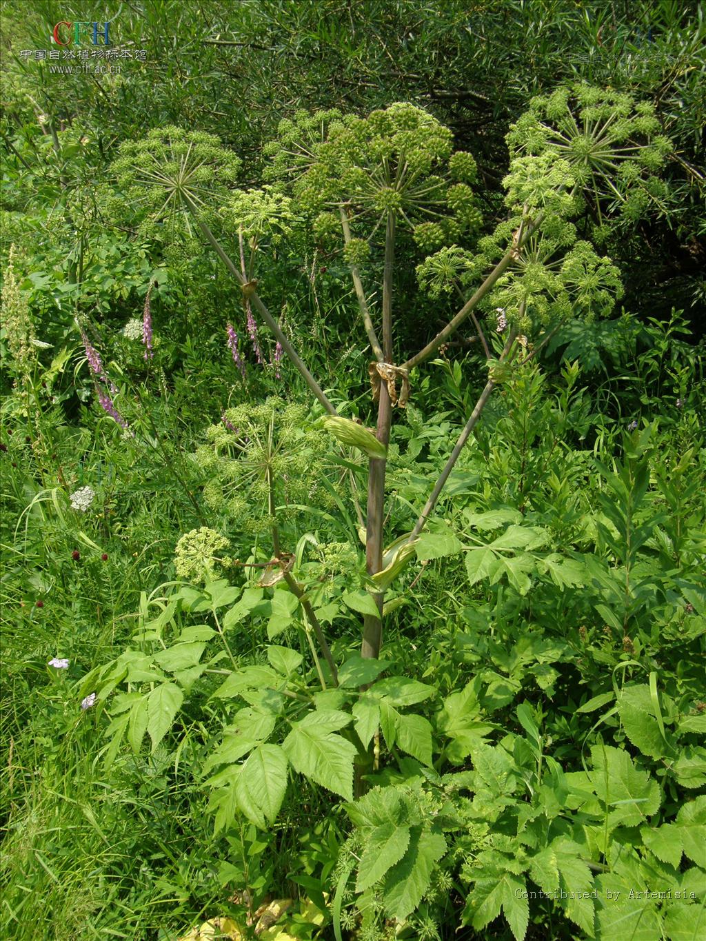 ostericum viridiflorum (turcz.) kitagawa