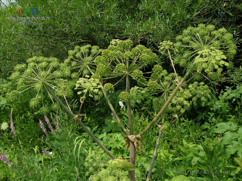 ostericum viridiflorum (turcz.) kitagawa