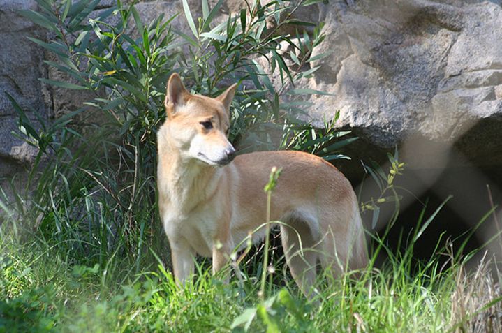 新几内亚歌唱犬
