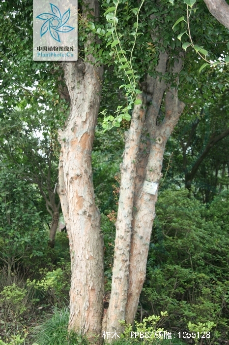  /i>),别名:凿子树, a target="_blank" href="/item/蒙子树/5991814