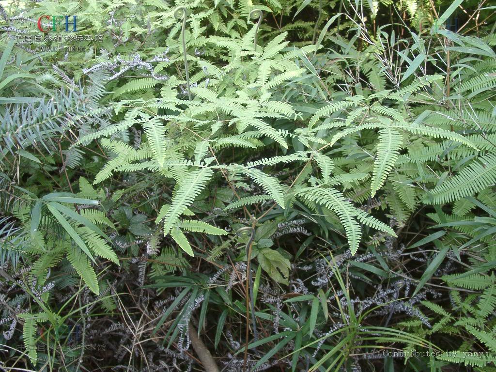  p>铁芒萁(拉丁学名dicranopteris linearis,英文名oldworld forked