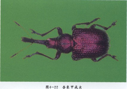  p>昆虫名,为鞘翅目,卷象科.