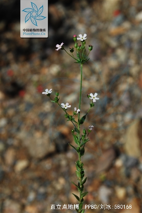  p>直立点地梅,属 a target="_blank" href="/item/报春花科/3427454"