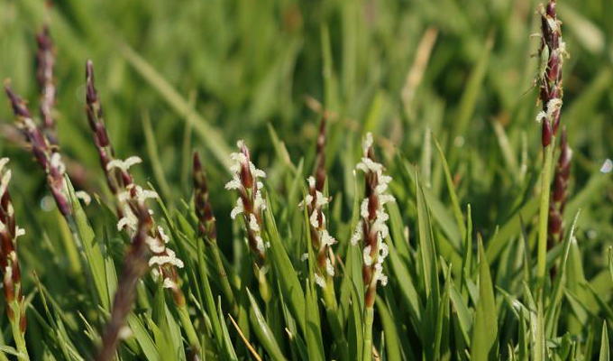  p>细叶结缕草(学名: i>zoysia tenuifolia /i>  willd. ex trin.