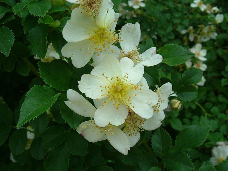  p>光叶蔷薇(学名: i>rosa wichurana /i>  crep.