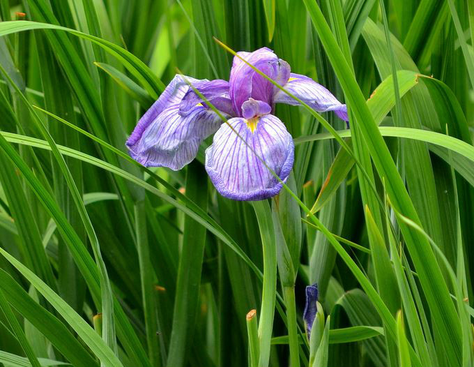 西伯利亚鸢尾东方变种