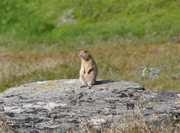 arctic ground squirrel