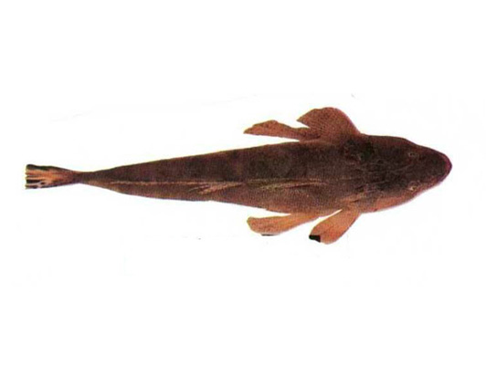  p>鲬(学名: i>platycephalus indicus /i>)是鲬科,鲬属鱼类.