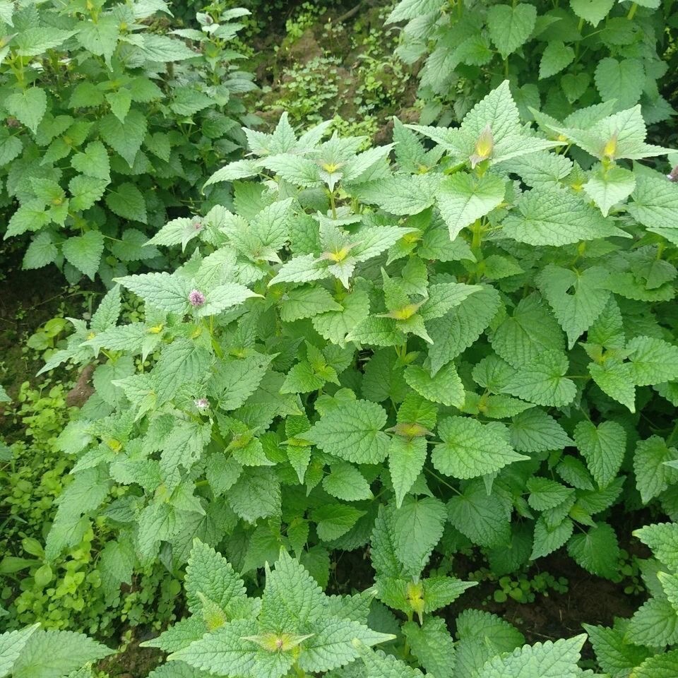 kuntze)是唇形科藿香属的多年生草本植物,茎部细柔毛,下部无毛;夷心