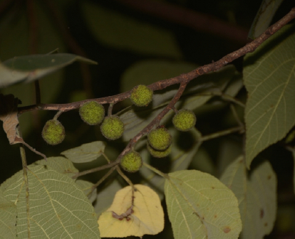 构（桑科构属植物）_百度百科
