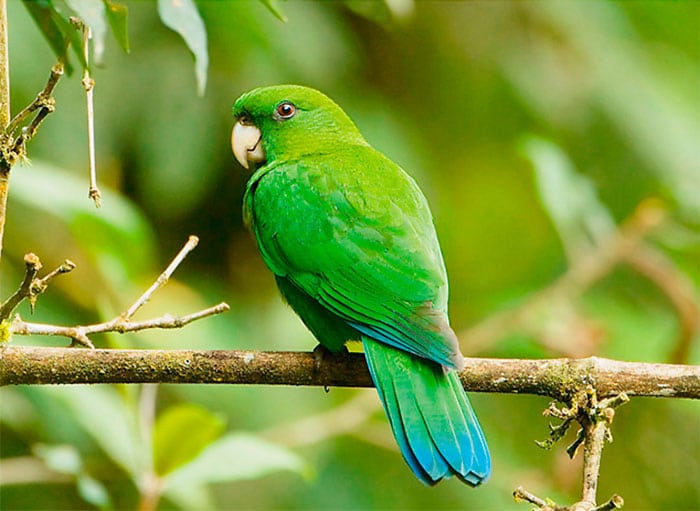 蓝腹鹦鹉