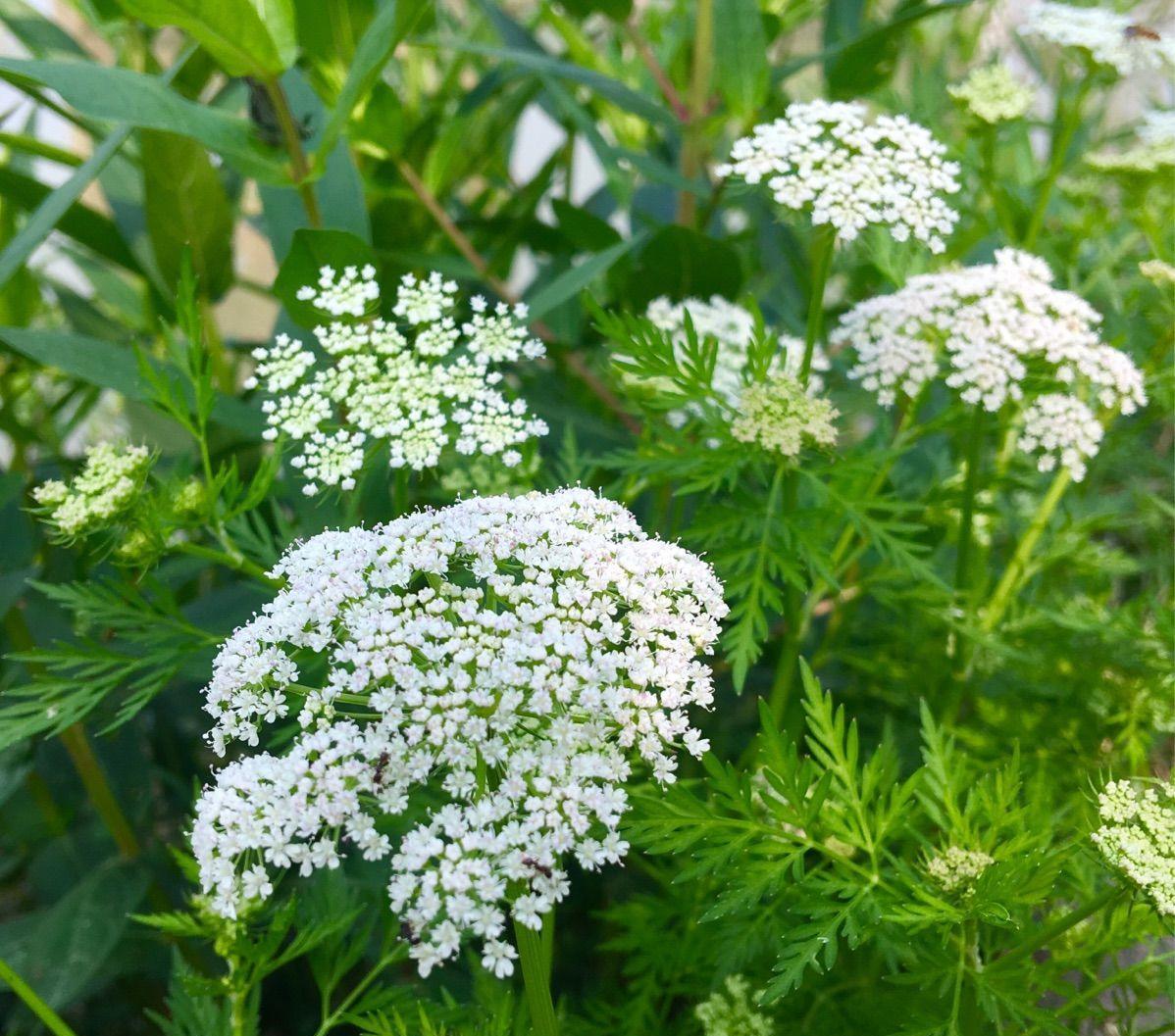 spreng.)是伞形科蛇床属一年生草本植物.