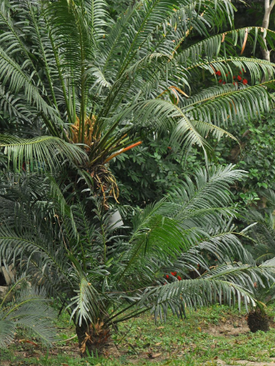  p>华南苏铁(学名: i>cycas rumphii  /i> miq)苏铁科植物.