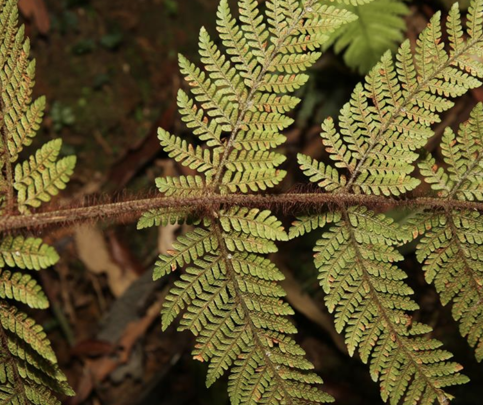 itis decurrentipinnata /i> (ching) ching)是叉蕨科,肋毛蕨属植物