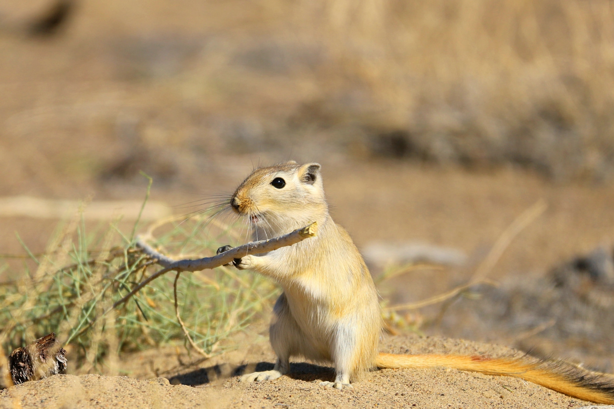 柽柳沙鼠敦煌亚种