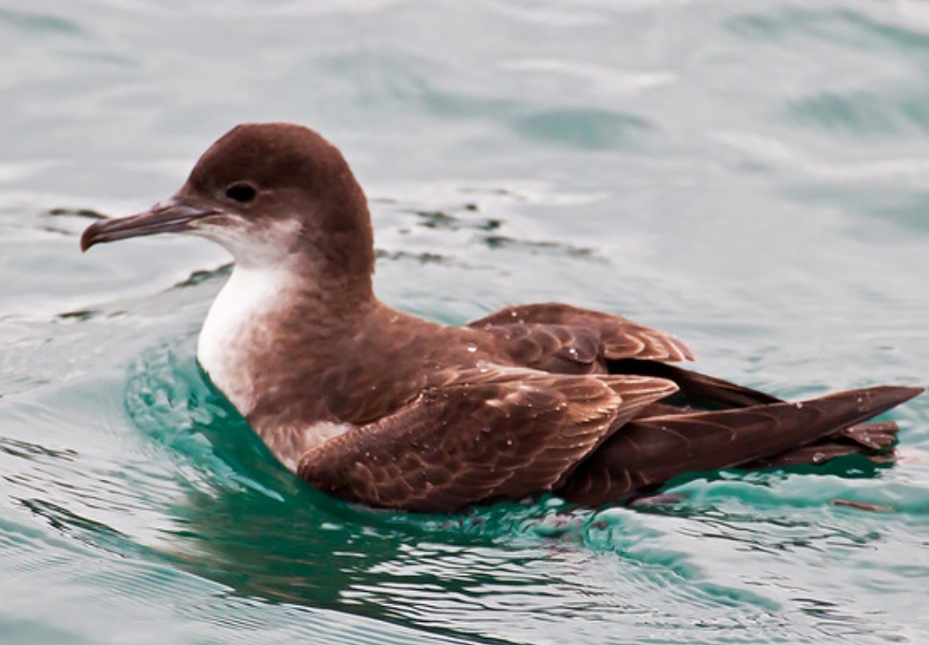 fluttering shearwater