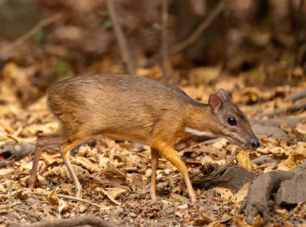 id="sly69tym6erw">小鼷鹿(学名: i>tragulus kanchil /i>):是鼷鹿 