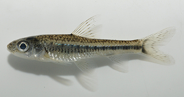  p>银鮈(学名: i>squalidus argentatus /i>)是鲤科,银鮈属小型鱼类.