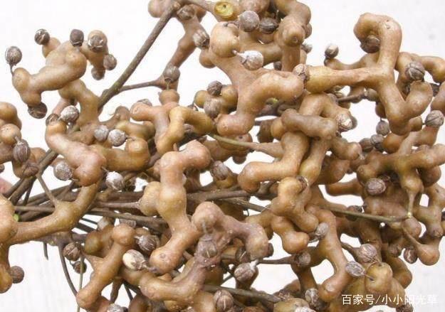 万字果，小时候的零食，如今用来泡果酒，不仅好喝，还有很大用处_百科TA说