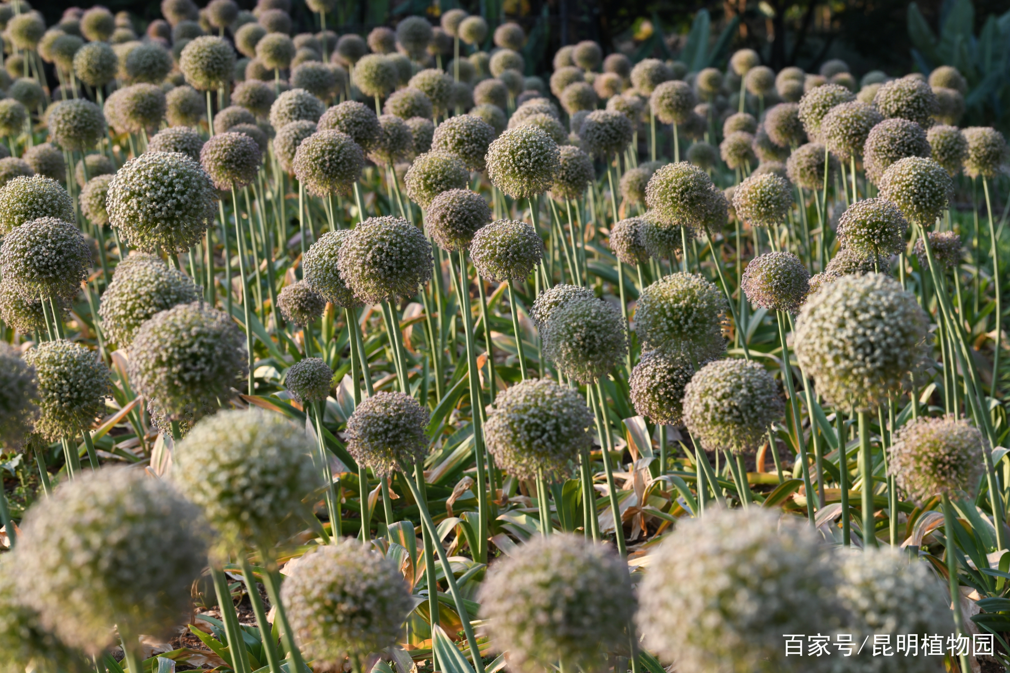 葱属植物专题展 云赏花之 葱花葱实亦有情 百科ta说