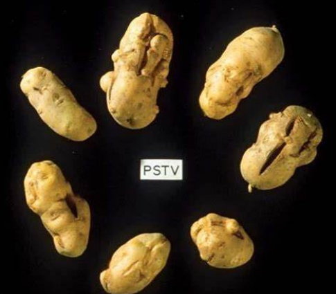 马铃薯纺锤块茎类病毒病